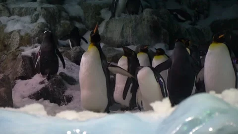 Royale Penguin at Loro Parque 库存影片 193389347