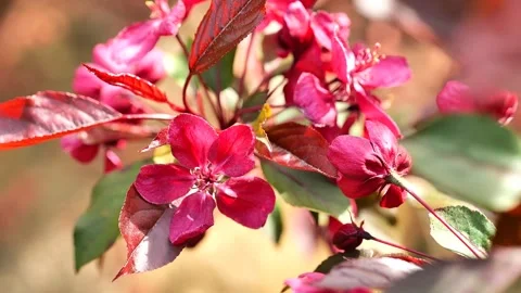 Royalty apple tree. Decorative apple tree blossom.Blooming trees Stock Footage 259081253