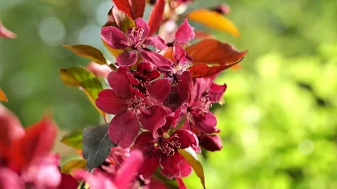 Royalty apple tree Macro flowers on green  blurred background. Stock Footage 258430401