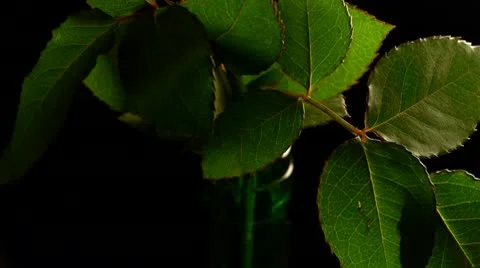 Roza.mp4 動画素材 10746668