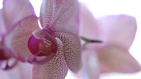Roze orchid macro on a black background with a slider Stock Footage 95333554