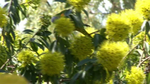 Rozella eating nectar Stock Footage 105431