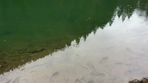 Rraindrops falling on clear green lake water surface with reflection Vídeos de archivo 329553535