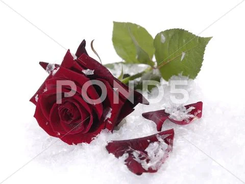 Rred rose on the snow with water droplets on petals Stock Photos