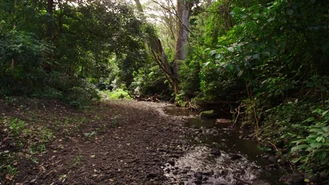 Rrocky stream bed flanked by lush, rainforest trees and vegetation. Stock Footage 80512590