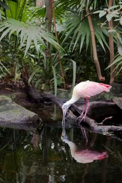 Rroseate Spoonbill Stock Photos