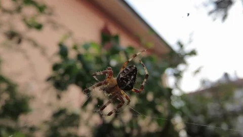 Rrusader spider Stock Footage 104651724