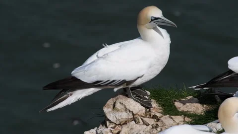 RSPB Bempton Cliffs Northern Gannet 4K in East Yorkshire Stockbeeldmateriaal 248065446
