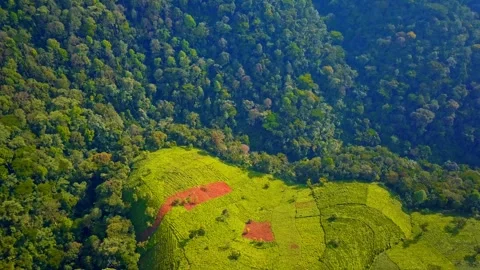 Rubanda District, Uganda, where tea plantations meet the edge of Bwindi Stock Footage 327607024