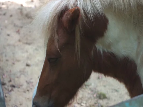 Rubbed the horse's head Stock-Footage 94305814