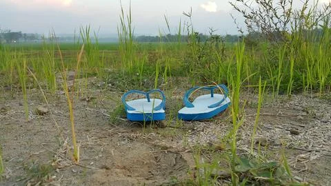 Rubber based blue flip flops or slippers between rice plants. Foto stock