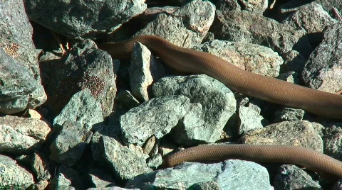 Rubber boa Stock Footage 307189