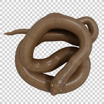 Rubber Boa Pose Stock-Illustration