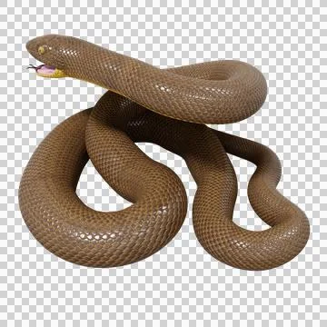 Rubber Boa Pose Stock-Illustration