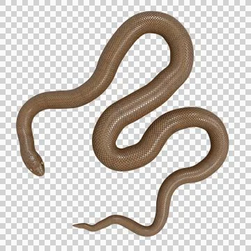 Rubber Boa Pose Stock-Illustration
