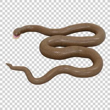 Rubber Boa Pose Stock Illustration