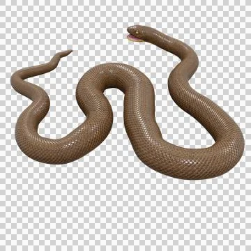 Rubber Boa Pose Stock Illustration