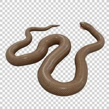 Rubber Boa Pose Stock Illustration