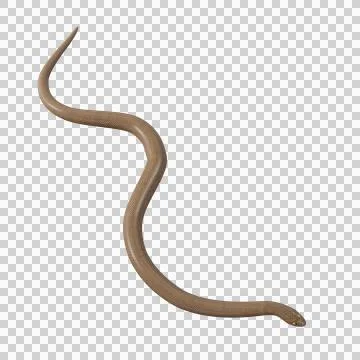 Rubber Boa Pose Illustrazione stock