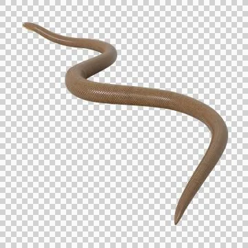 Rubber Boa Pose Stock Illustration