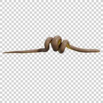 Rubber Boa Pose Stock Illustration