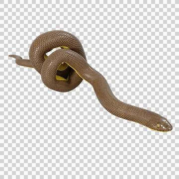 Rubber Boa Pose Stock-Illustration