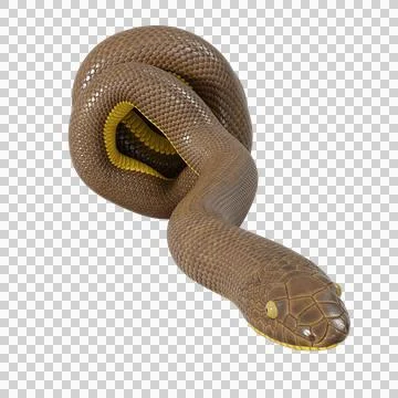Rubber Boa Pose Stock Illustration