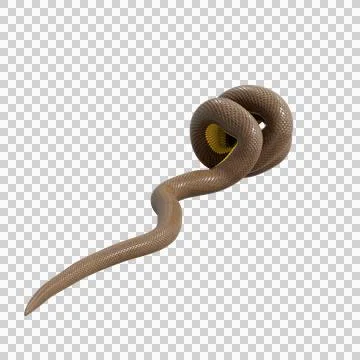 Rubber Boa Pose Illustrazione stock
