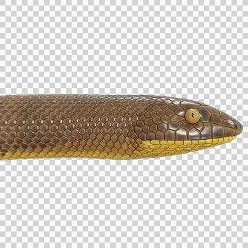 Rubber Boa Pose Stock Illustration