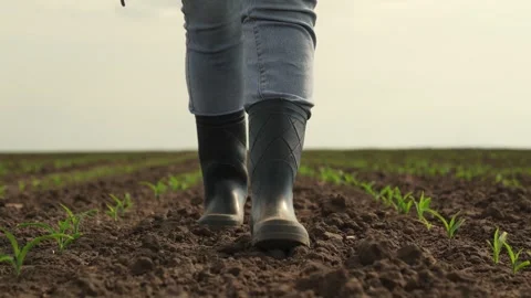 Rubber boots corn field, farmer business, dust boots summer, sprout fresh Stock Footage 242806901