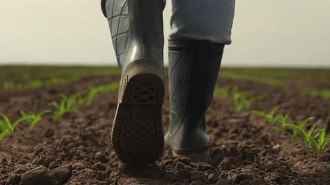 Rubber boots corn field, farmer business, dust boots summer, sprout fresh Stock Footage 243286228