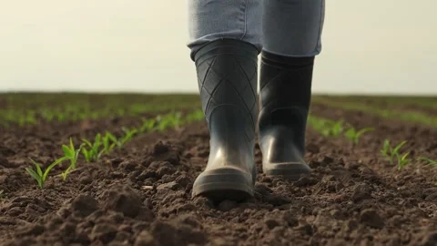 Rubber boots corn field, farmer business, dust boots summer, sprout fresh Stock Footage 244550834