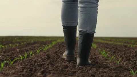 Rubber boots corn field, farmer business, dust boots summer, sprout fresh Stock Footage 245283311