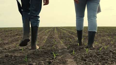 Rubber boots dust, corn field, farm business teamwork, sprout fresh harvest Stock Footage 243597034