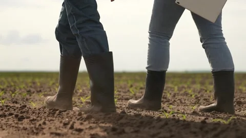 Rubber boots dust, corn field, farm business teamwork, sprout fresh harvest Stock Footage 244797313