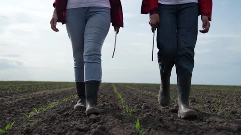 Rubber boots dust, corn field, farm business teamwork, sprout fresh harvest Stock Footage 245283758