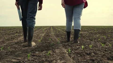 Rubber boots dust, corn field, farm business teamwork, sprout fresh harvest Stock Footage 245410965