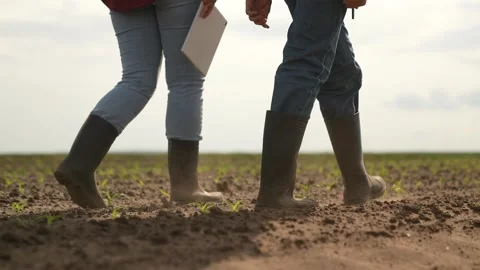 Rubber boots dust, corn field, farm business teamwork, sprout fresh harvest Stock Footage 245952098