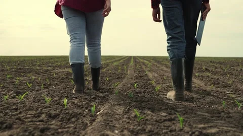 Rubber boots dust, corn field, farm business teamwork, sprout fresh harvest Stock Footage 246598474
