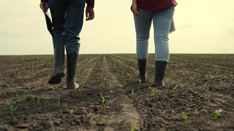 Rubber boots dust, corn field, farm business teamwork, sprout fresh harvest Stock Footage 246947142