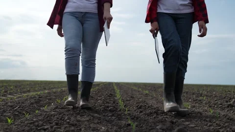 Rubber boots dust, corn field, farm business teamwork, sprout fresh harvest Stock Footage 247130294