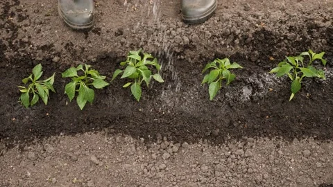 Rubber boots farm rows of sprout growing crops planting vegetable seedling Stock Footage 235036573