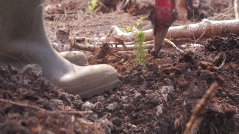 Rubber boots trample the soil planting a pine tree, Close-up shot Stock Footage 247535231