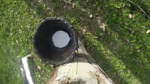 Rubber drop rubber Tree in morning 스톡 동영상 61414596