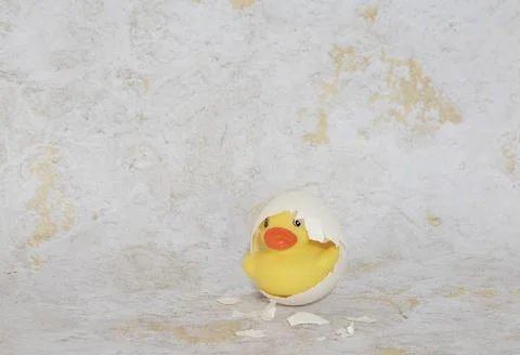 Rubber duck in egg shell Stock Photos