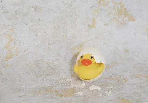Rubber duck in egg shell Stock Photos