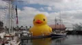 The Rubber Duck HD Footage