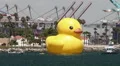 The Rubber Duck HD Footage