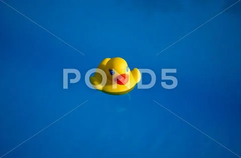 Rubber duck in the swimming pool Stock Photos