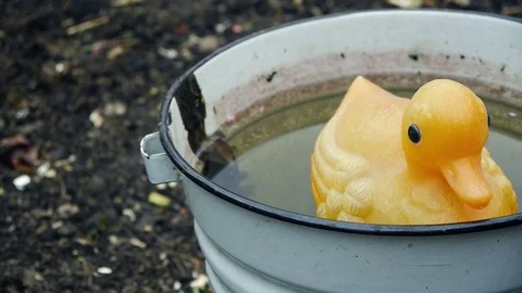 Rubber duck in the water Stock Footage 75396953